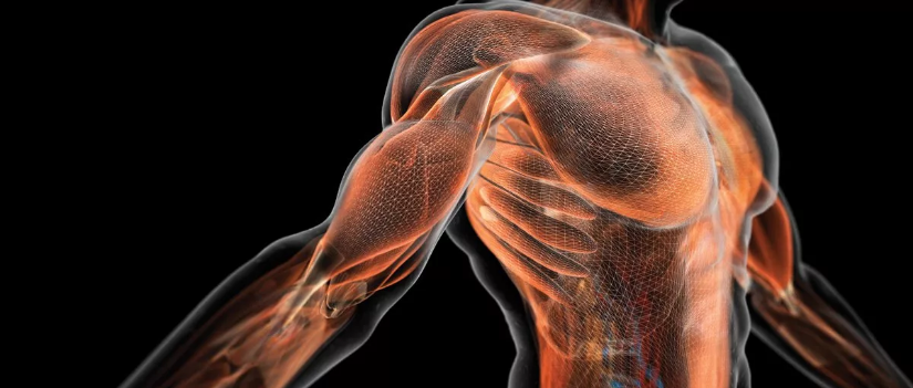 Тренировки на гипертрофию мышц: эффектный максимум